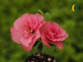 Azalea japonica 'Babuschka' 